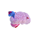 Peluches de cerebro con neuronas de felpa