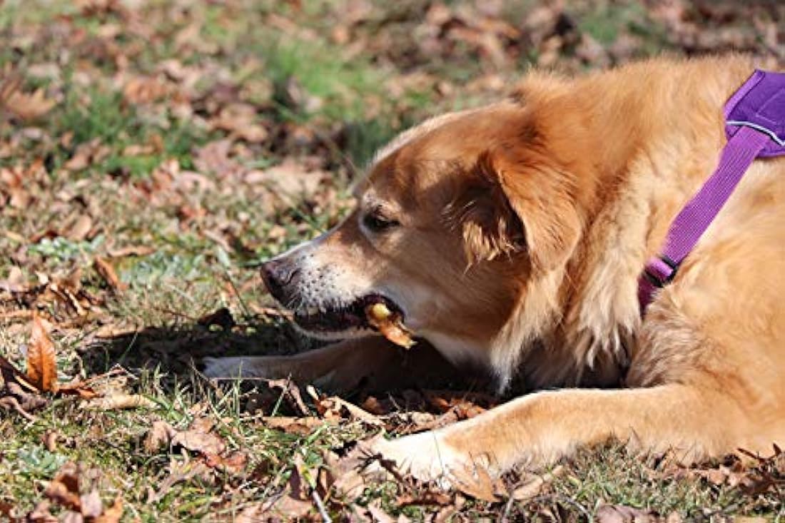 Best Pet Supplies. - Tratamientos de animales 100% naturales