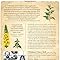 Identificación cosecha plantas comestibles medicinales