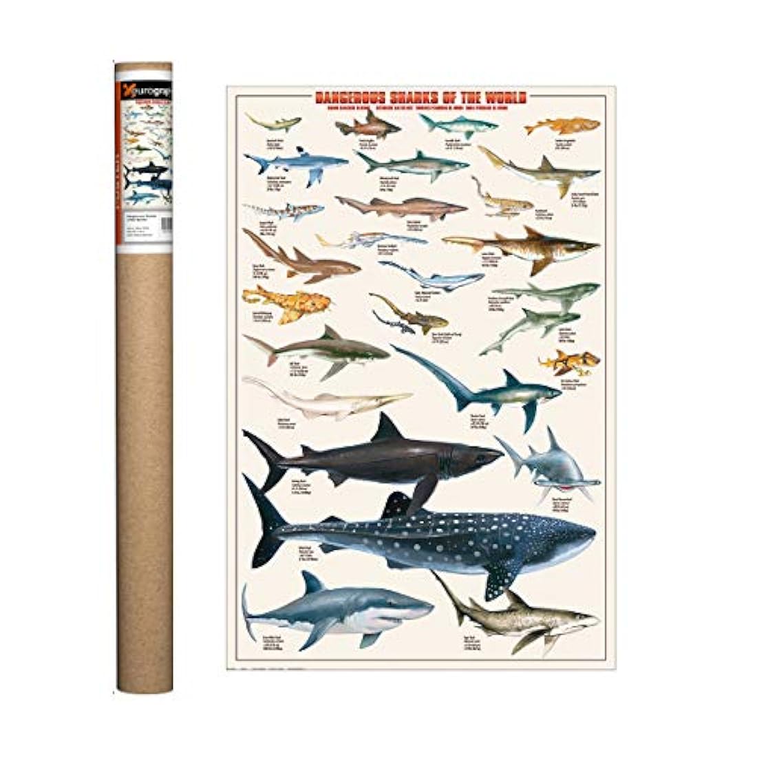Eurographics – Póster de tiburón, impresión 24 x 36