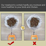 Comida para pájaros 11 libras de gusanos de harina secos