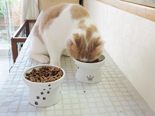 Plato de comida para gatos