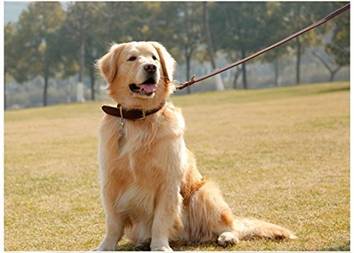 Fairwin correa de cuero trenzada para perros de 6 pies
