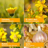 Herb Pharm Mullein aceite de hierbas de ajo – 1 onza