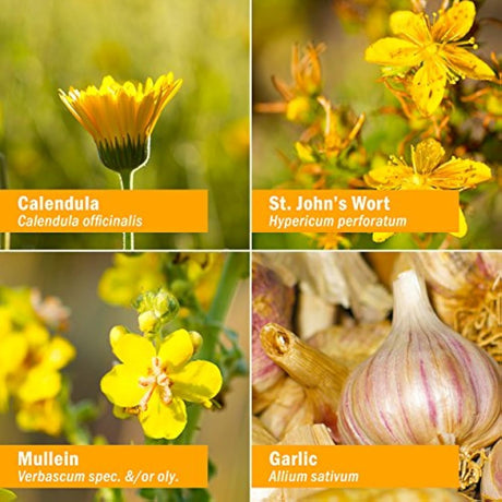 Herb Pharm Mullein aceite de hierbas de ajo – 1 onza