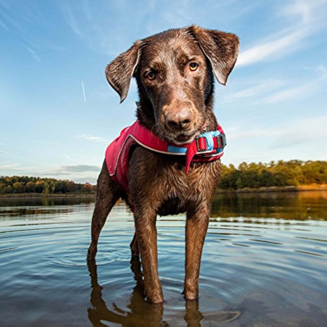 Chaleco salvavidas para perros Kurgo Surf N Turf
