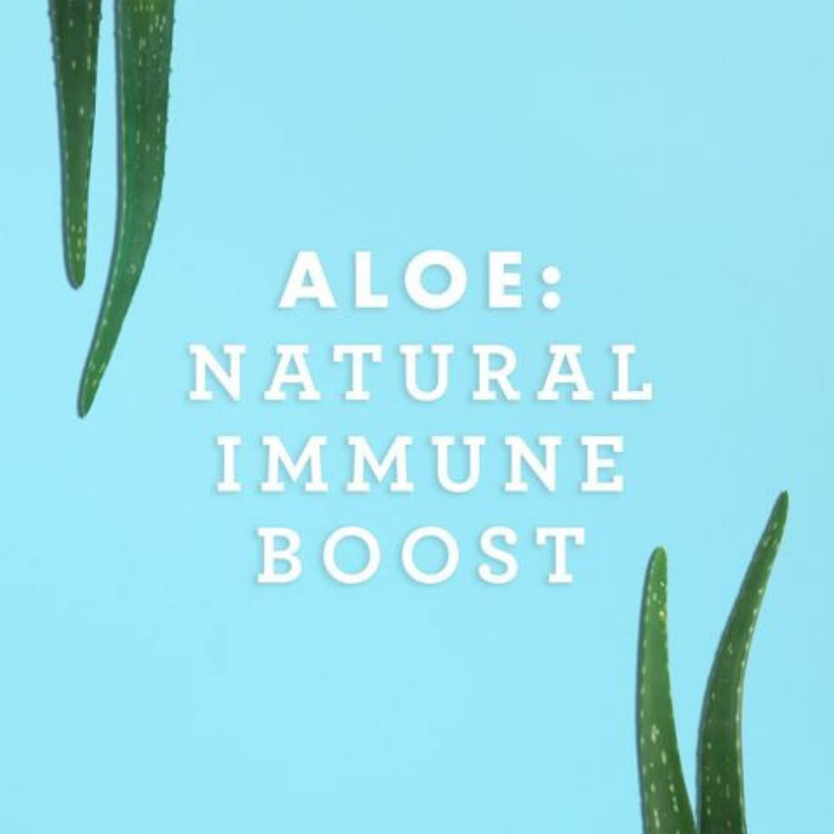 Suplementos Filete interior de aloe vera  32 onza
