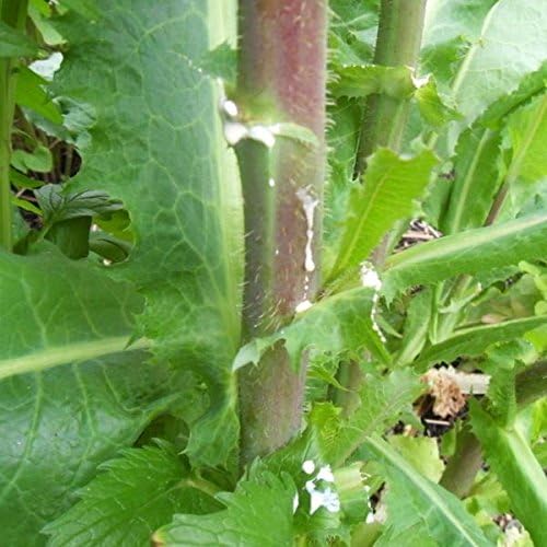 Lechuga Silvestre - Palm Beach Medicinal Herbs - 50 Semillas