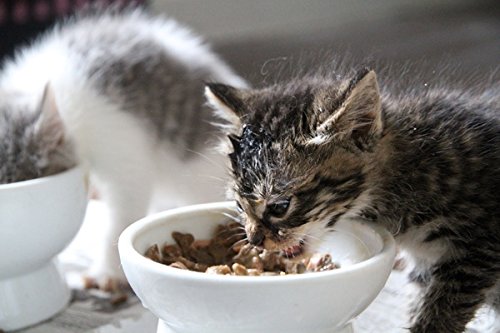 Plato de comida para gatos