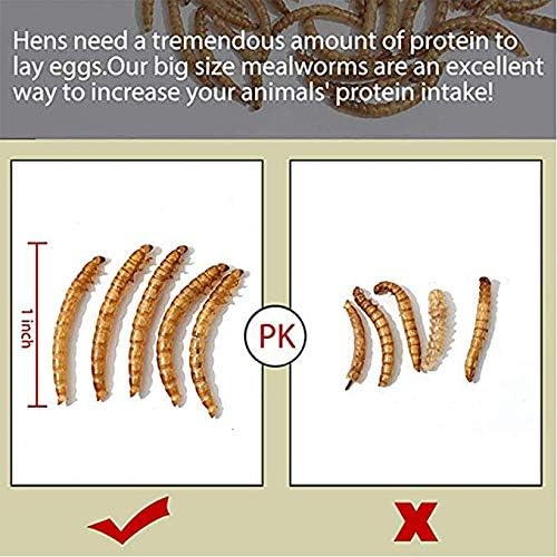 Comida para pájaros 11 libras de gusanos de harina secos