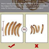 Comida para pájaros 11 libras de gusanos de harina secos