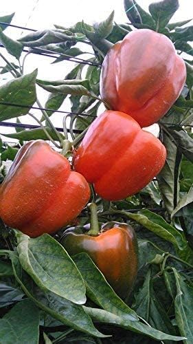 Semillas de Pimiento California Wonder - RDR Seeds - Heirloom Non-GMO