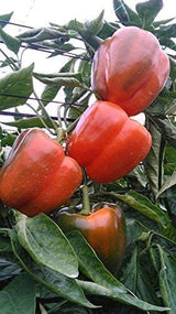 Semillas de Pimiento California Wonder - RDR Seeds - Heirloom Non-GMO