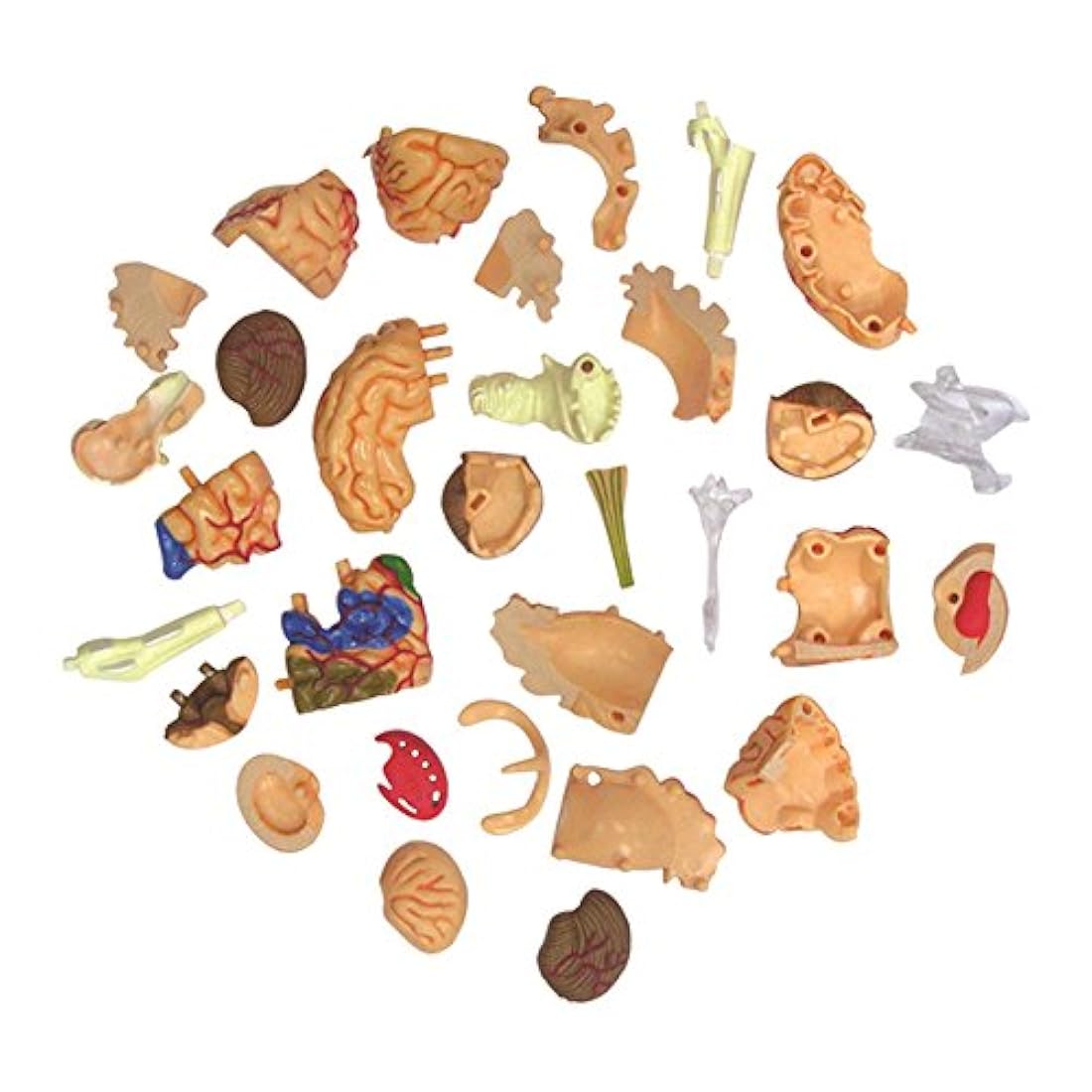 TEDCO 4D Anatomy Brain Model