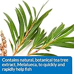 Extracto natural árbol té para curar infecciones bacterianas
