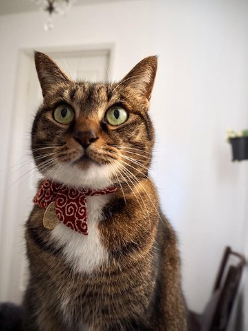 Collar de gato