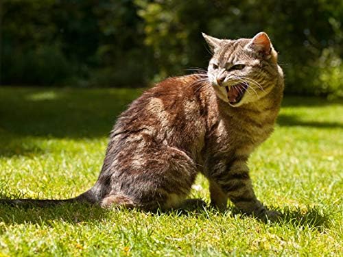 Calmante natural pra gatos HAPPY PET VITAMINS LLC 2 botellas