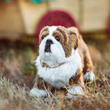 peluche de bulldog, con cuerda