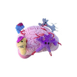 Peluches de cerebro con neuronas de felpa
