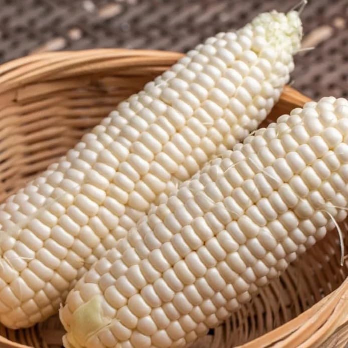 Semillas de maíz dulce - Heirloom, Non-GMO, 30 piezas