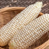 Semillas de maíz dulce - Heirloom, Non-GMO, 30 piezas