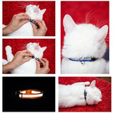 Collar para gato con campana y cinta reflectora, de 3 o 6