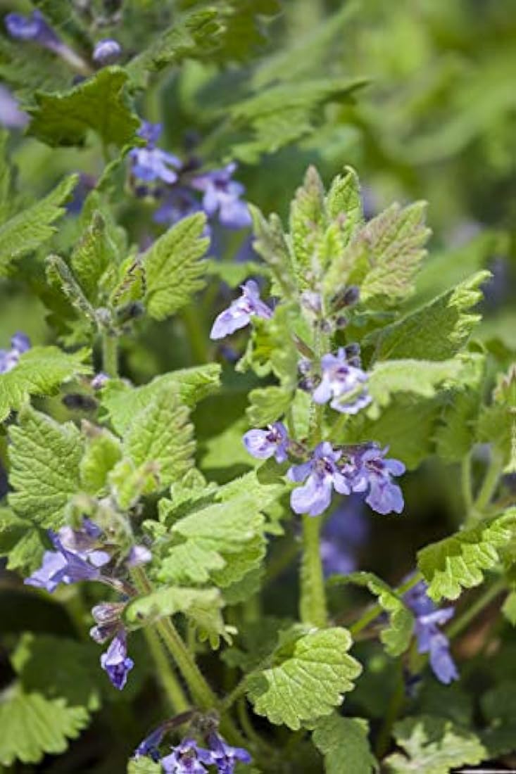 Hiedra terrestre (glechoma hederacea L.) – Salud Embajada