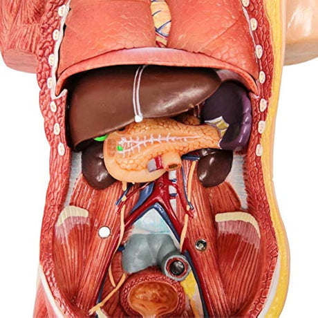 Modelo de cuerpo humano para niños, 15 piezas 11 pulgadas a