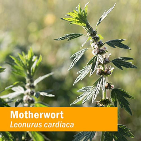 Extracto de agripalma orgánica certificado Herb Pharm