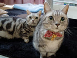 Collar de gato
