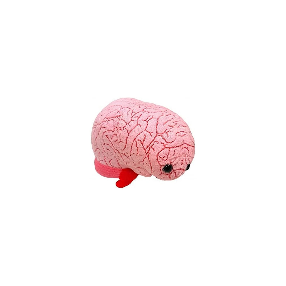 Peluche de órgano cerebral adorable regalo de biología