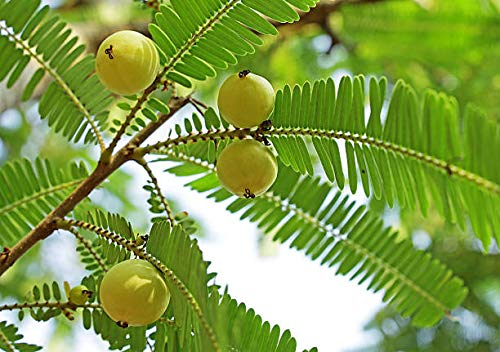 Amla en Polvo Orgánico Terrasoul Superfoods, 4 lbs, Vitamina C