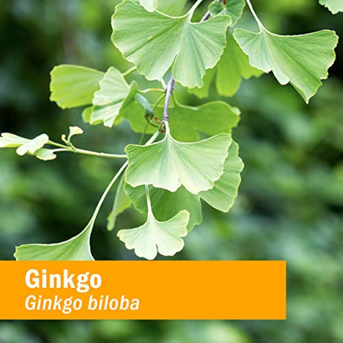 Extracto orgánico certificado de Ginkgo para la memoria