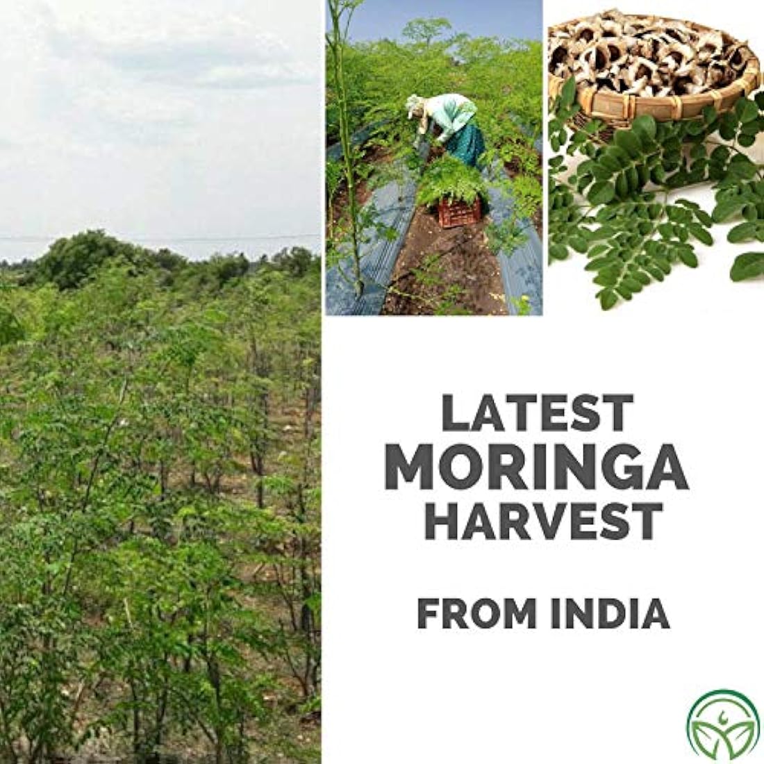 Aceite de moringa orgánico USDA - de la más alta calidad