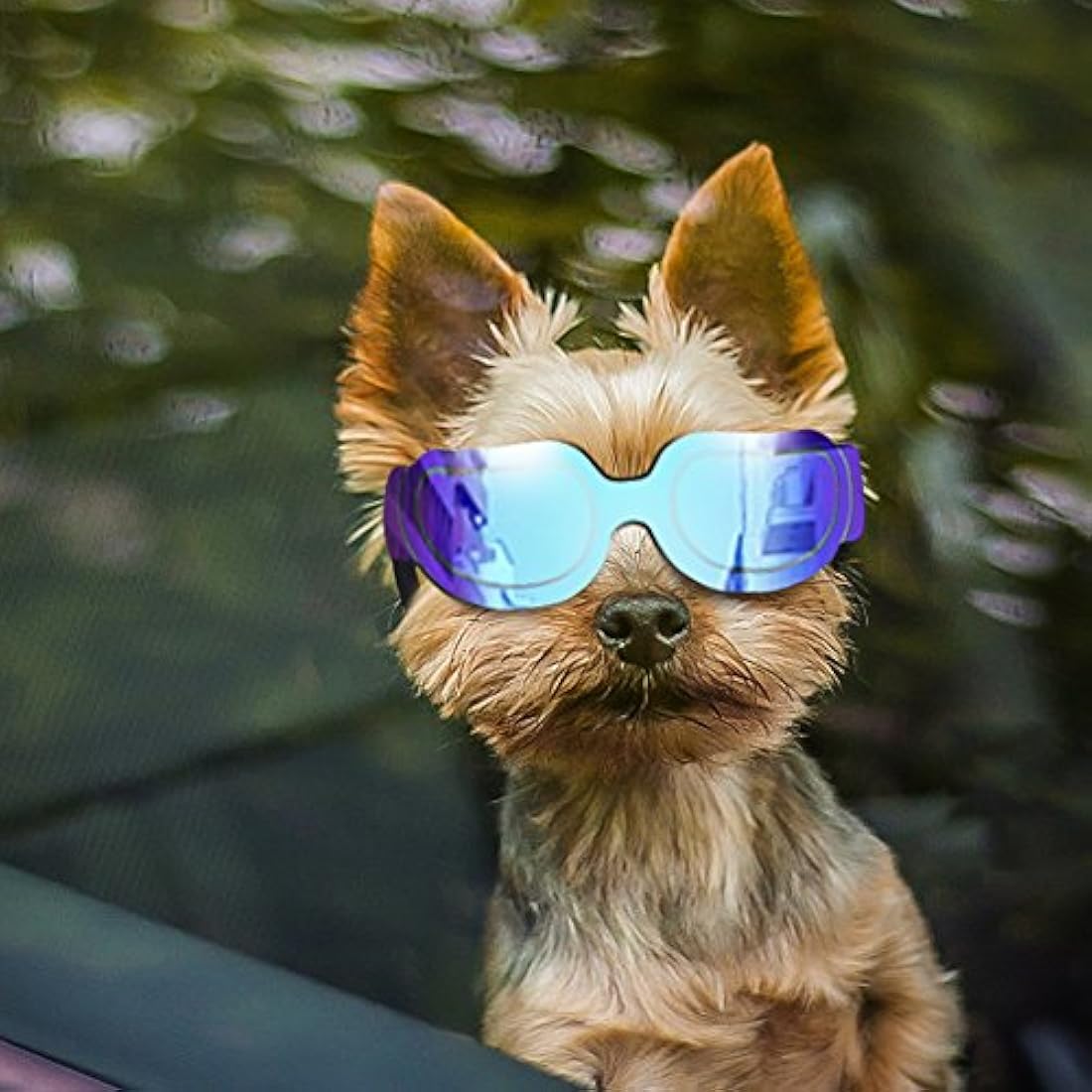 Gafas para perros con protección UV