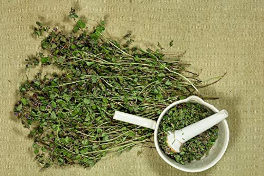 Hiedra terrestre (glechoma hederacea L.) – Salud Embajada
