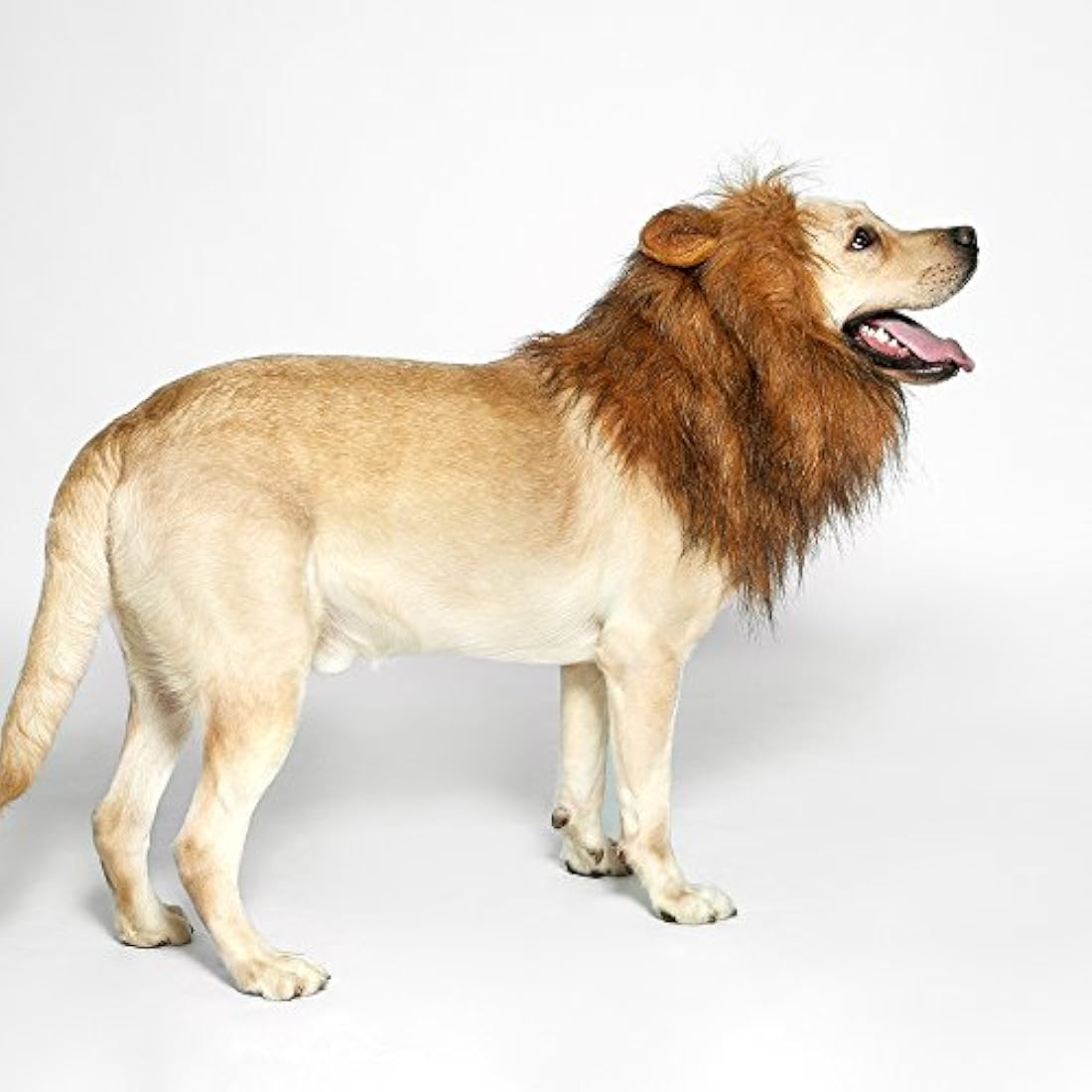 Peluca de melena de león para perro, realista y divertida