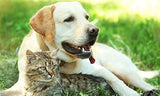 Capsulas relajantes para gatos PET SUPPLEMENTS