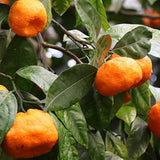 El complejo de vitamina B líquido de respuesta de la naturaleza soporta niveles de energía saludables | promueve una función nerviosa saludable | sabor de mandarina natural | sin gluten y sin benzoato 16 oz
