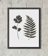 Plantillas de pared para pintura diseño de helecho