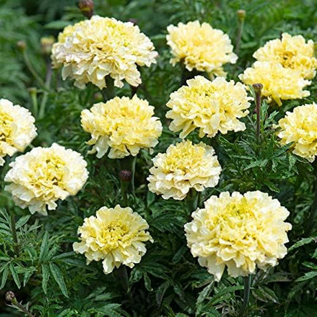 Semillas de Caléndula, Park Seed, Fáciles de Cultivar