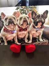 Corbatín para mascotas, perros o gatos