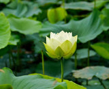 30PCS Semillas de Loto Nelumbo, No GMO, Acuáticas para Jardín