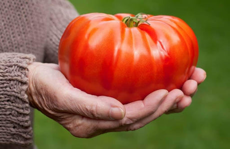 Tomate Beefsteak Giant Hercules Ruso Semillas No GMO 40 Unidades
