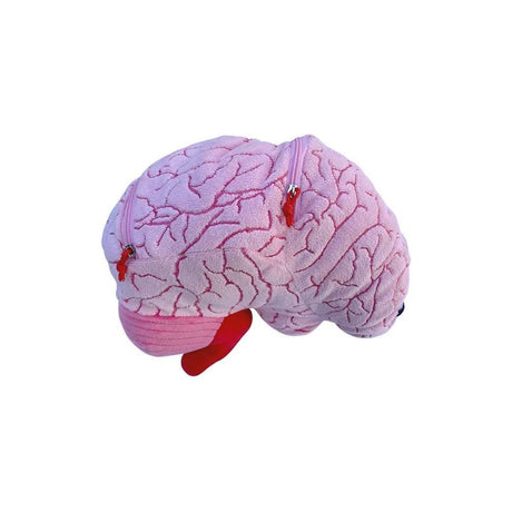 Peluches de cerebro con neuronas de felpa