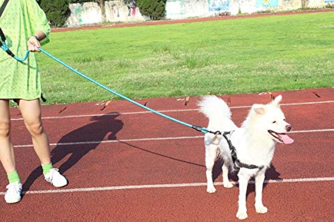 Correa para perro 5 pies con asa acolchada y muy reflectante