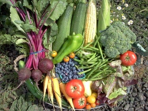 Semillas de Verduras de Invierno Orgánicas - 12 Variedades