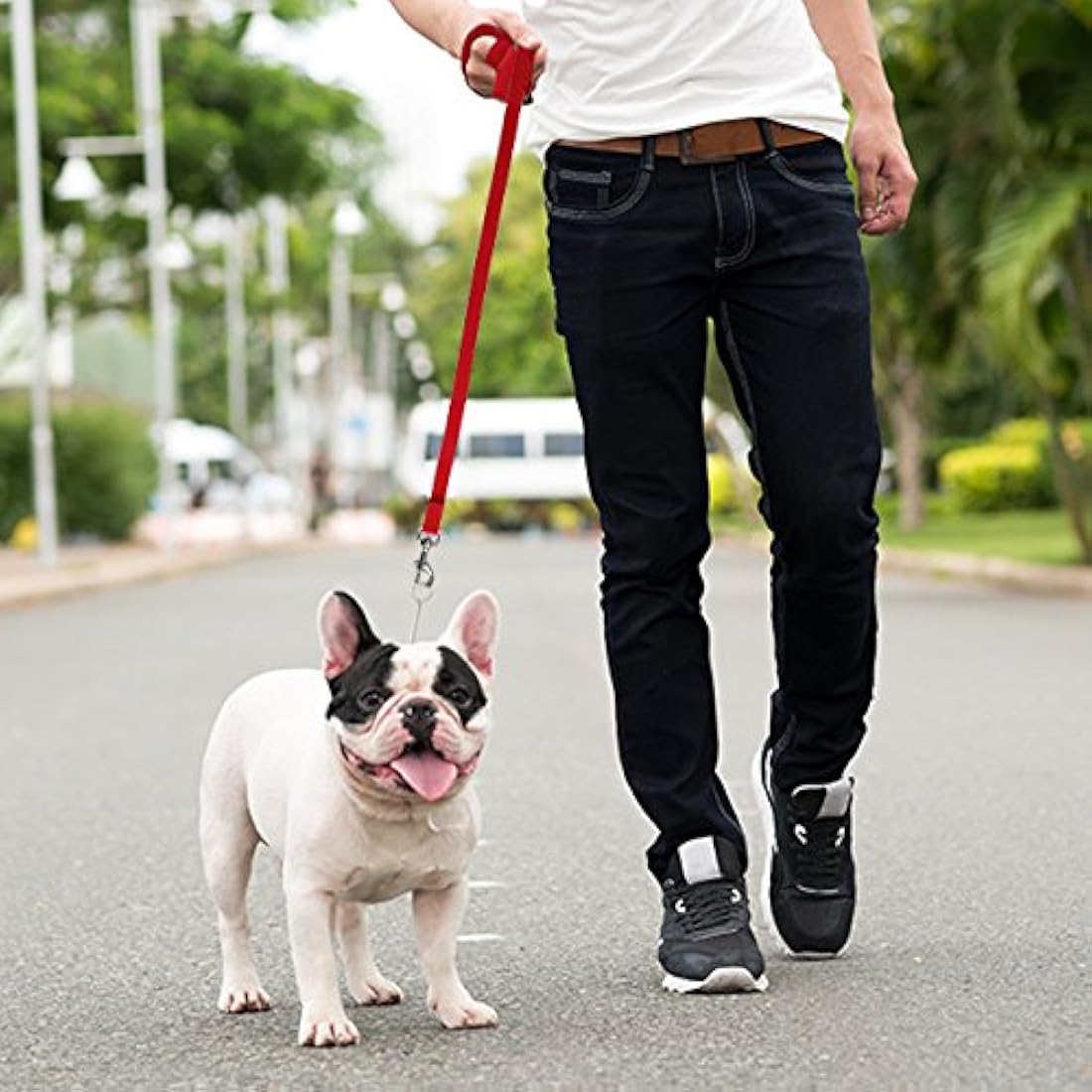Correa para perro