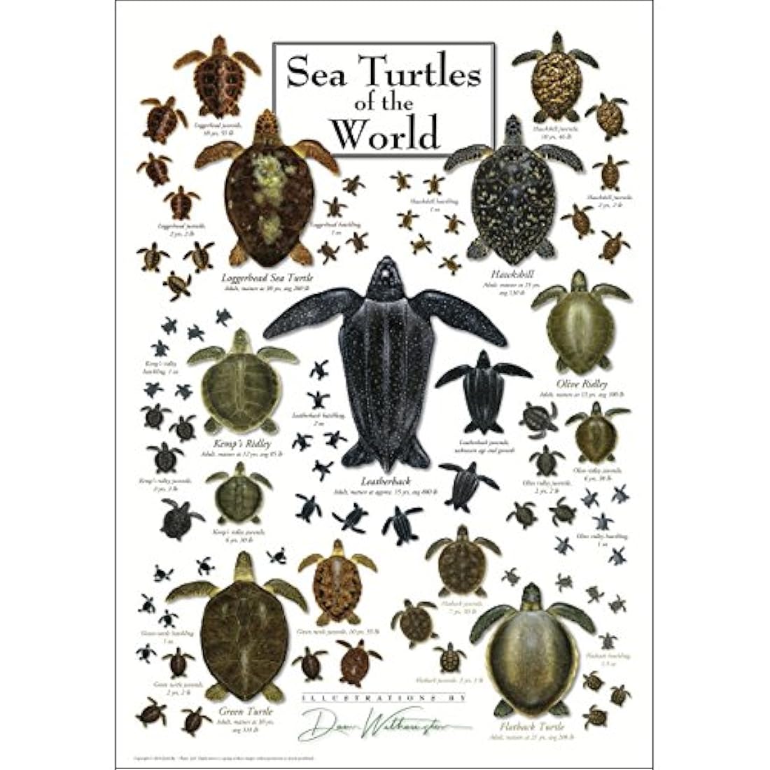 Cartel – Tortugas de mar del mundo