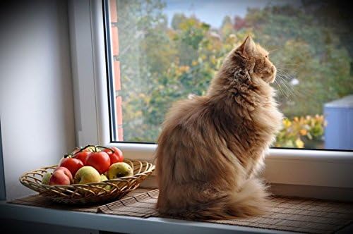 Golosinas calmantes para gatos PETS HEALTH SOLUTION